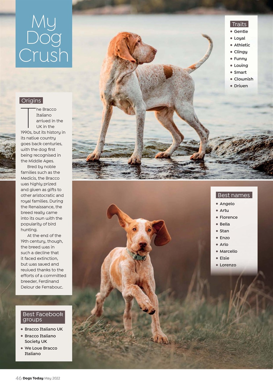 Dogs Today Magazine Preview Pages