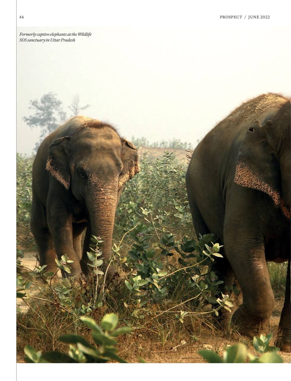 Prospect Magazine Preview Pages