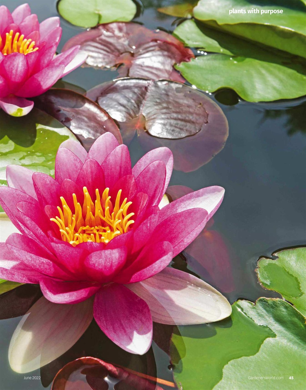 BBC Gardeners’ World Magazine Preview Pages