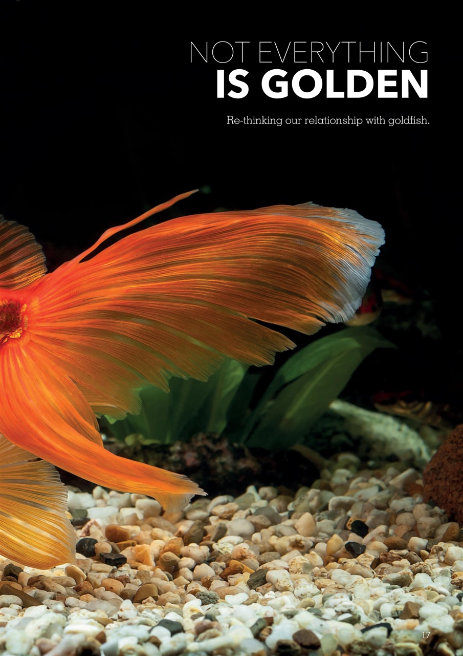 Exotics Keeper Preview Pages