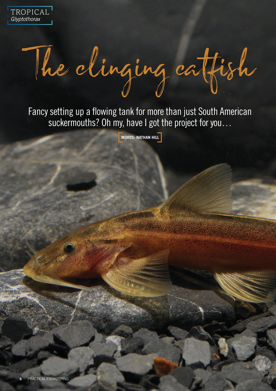 Practical Fishkeeping Preview Pages
