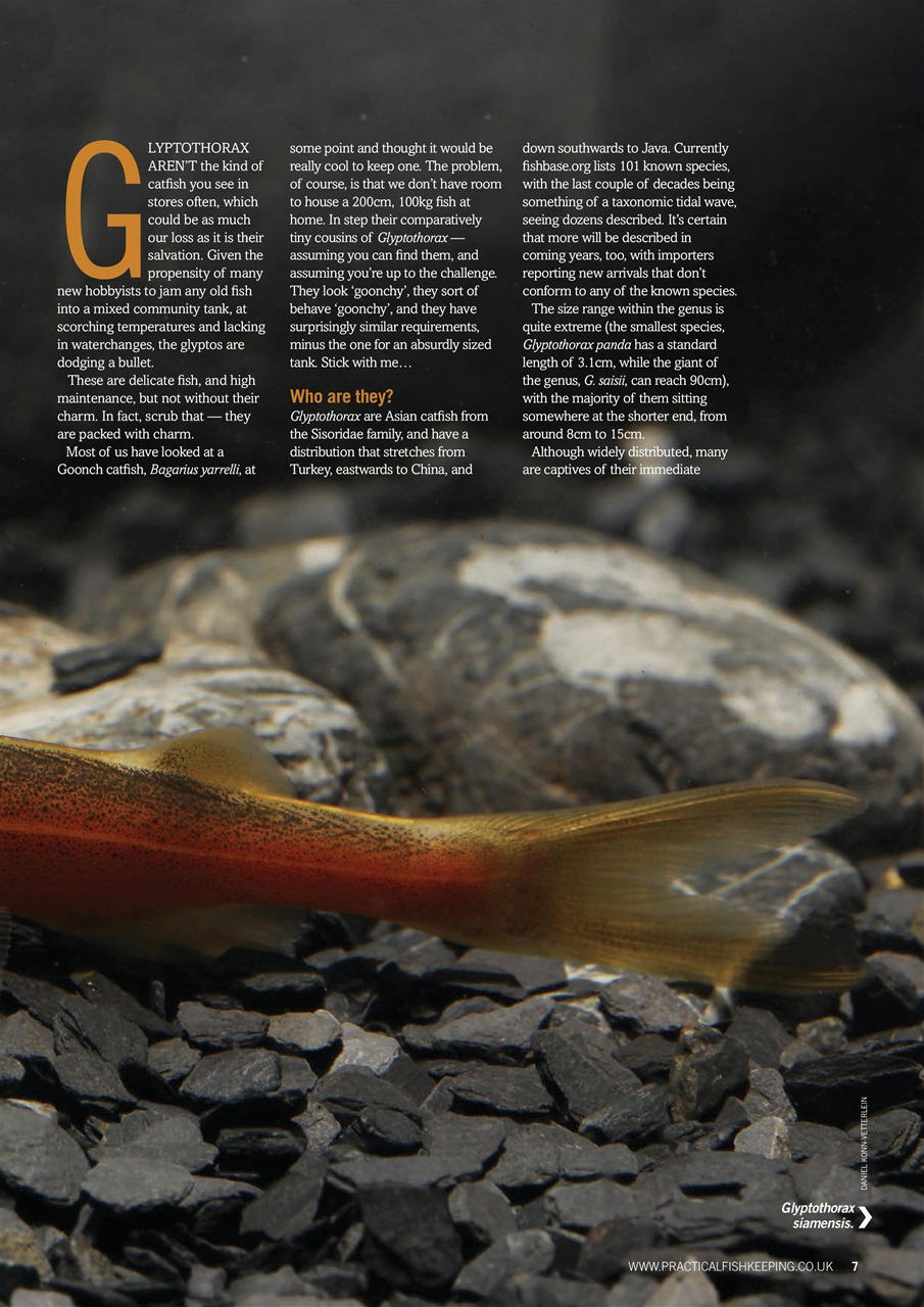 Practical Fishkeeping Preview Pages