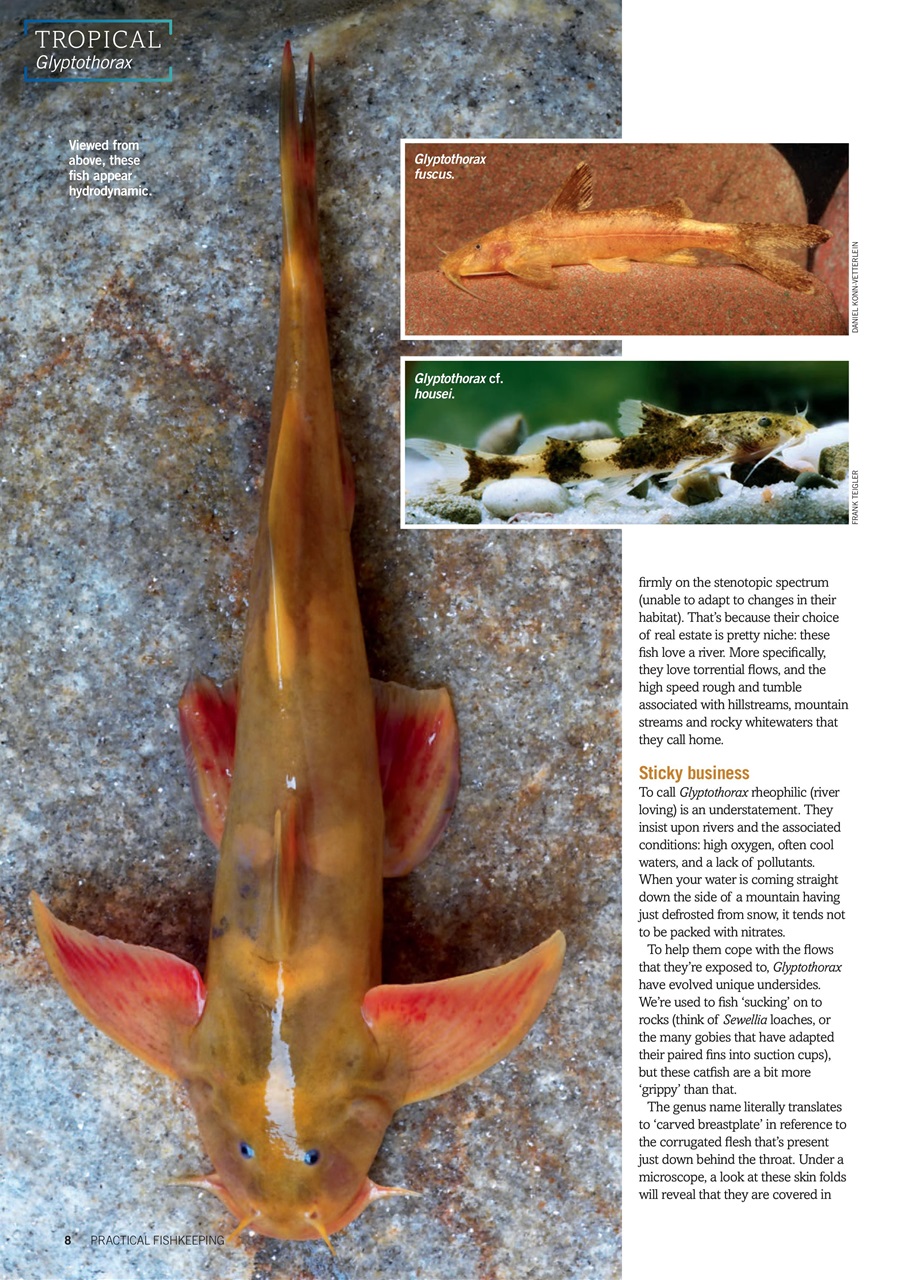 Practical Fishkeeping Preview Pages
