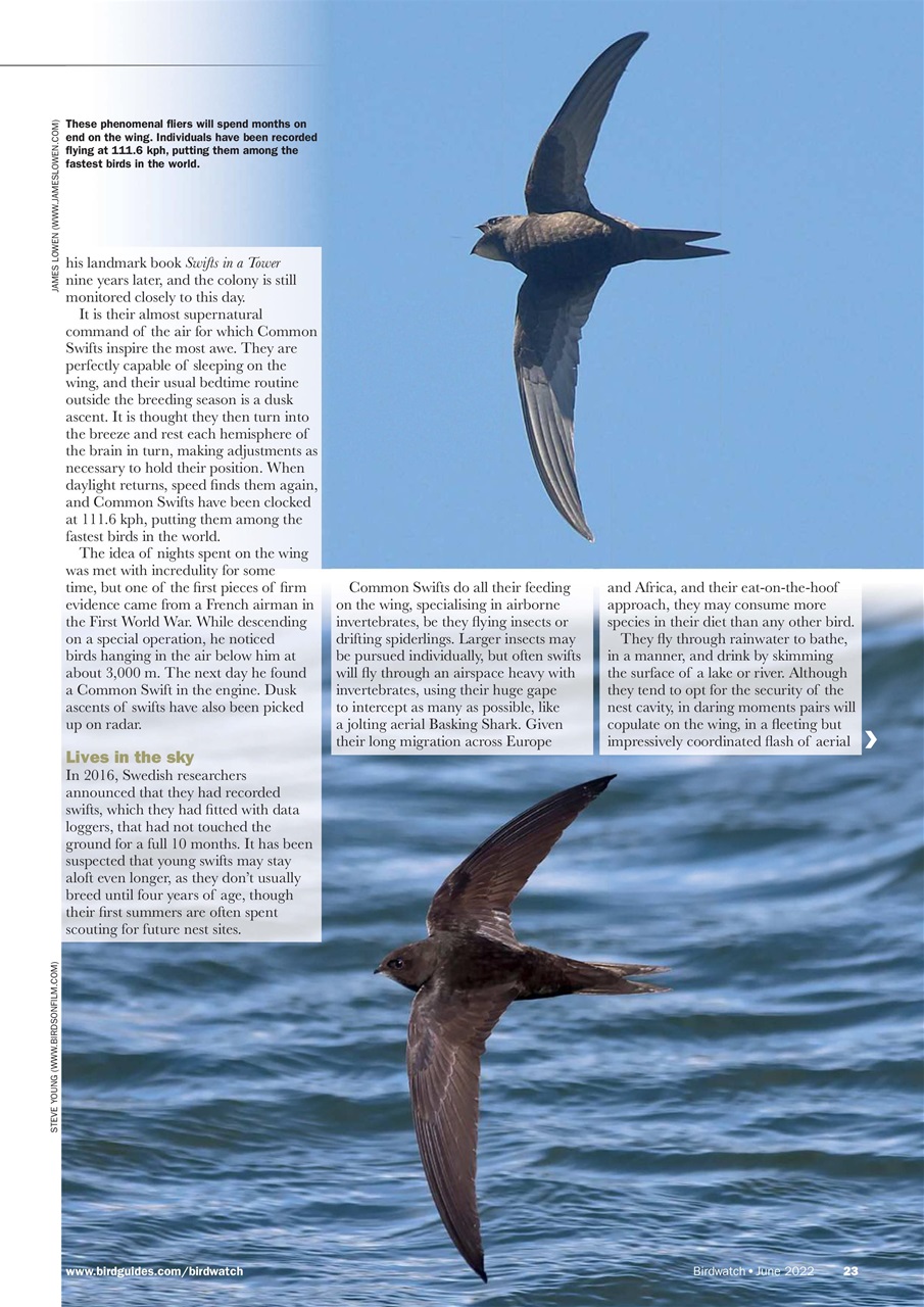 Birdwatch Magazine Preview Pages