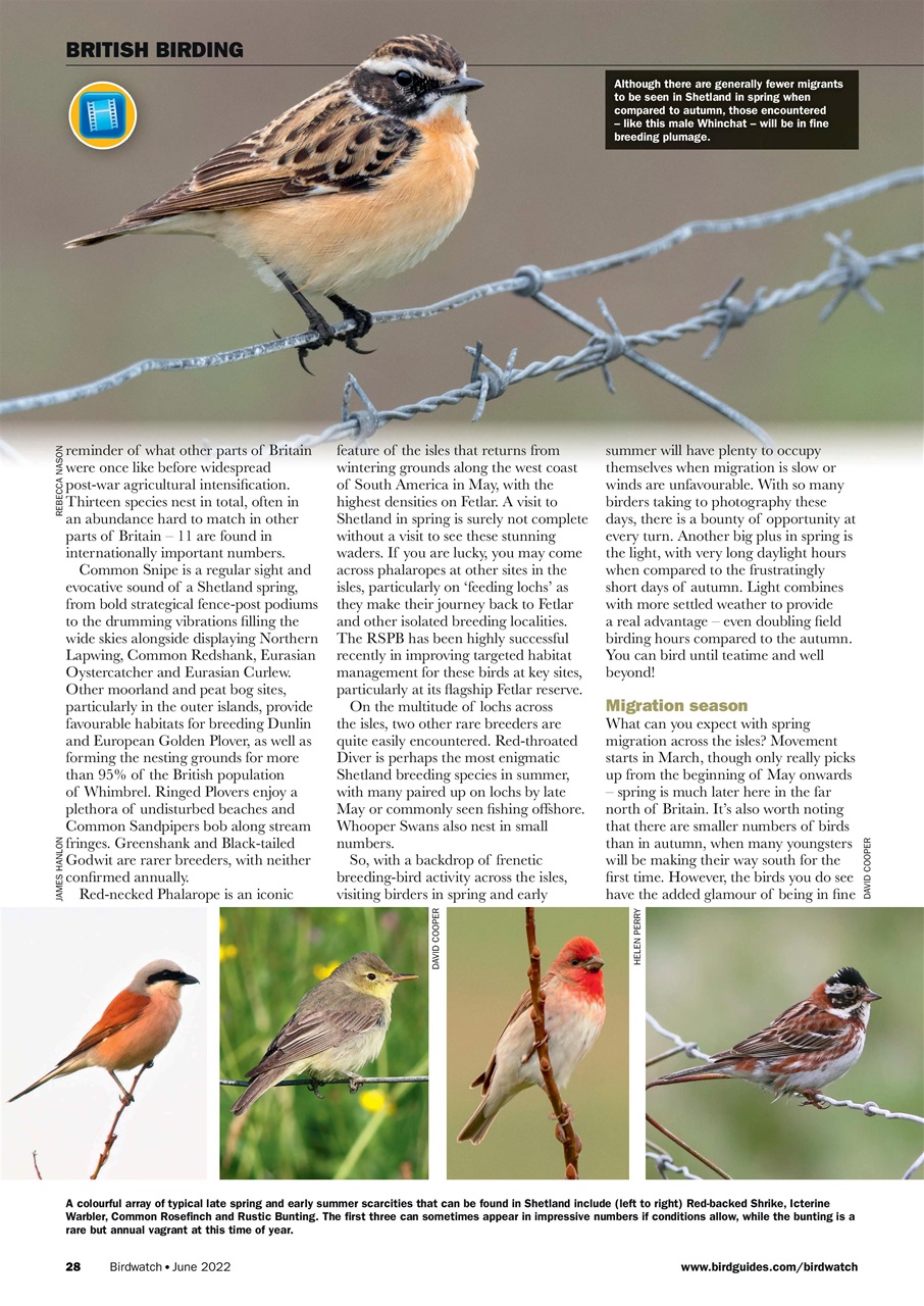 Birdwatch Magazine Preview Pages