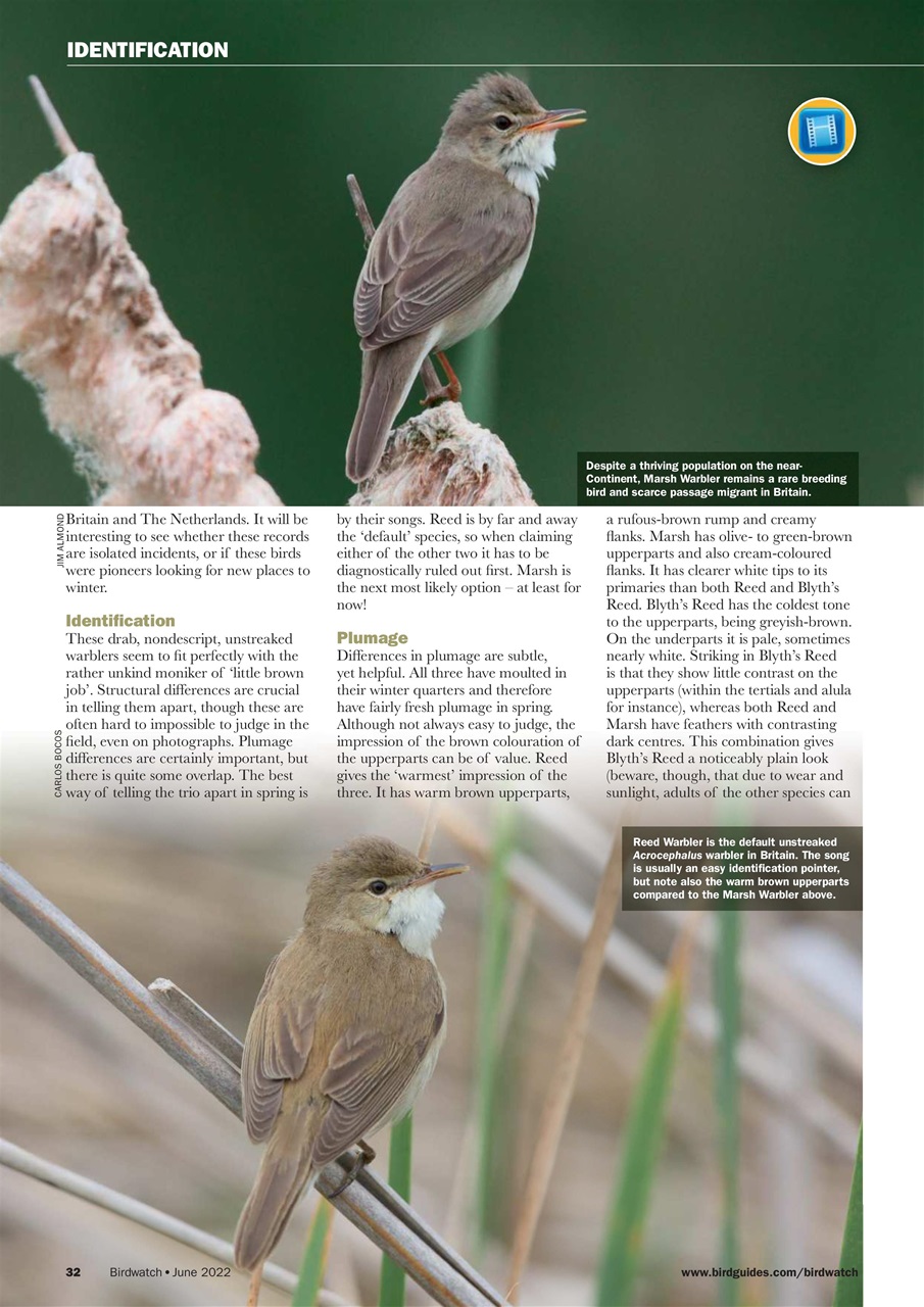 Birdwatch Magazine Preview Pages