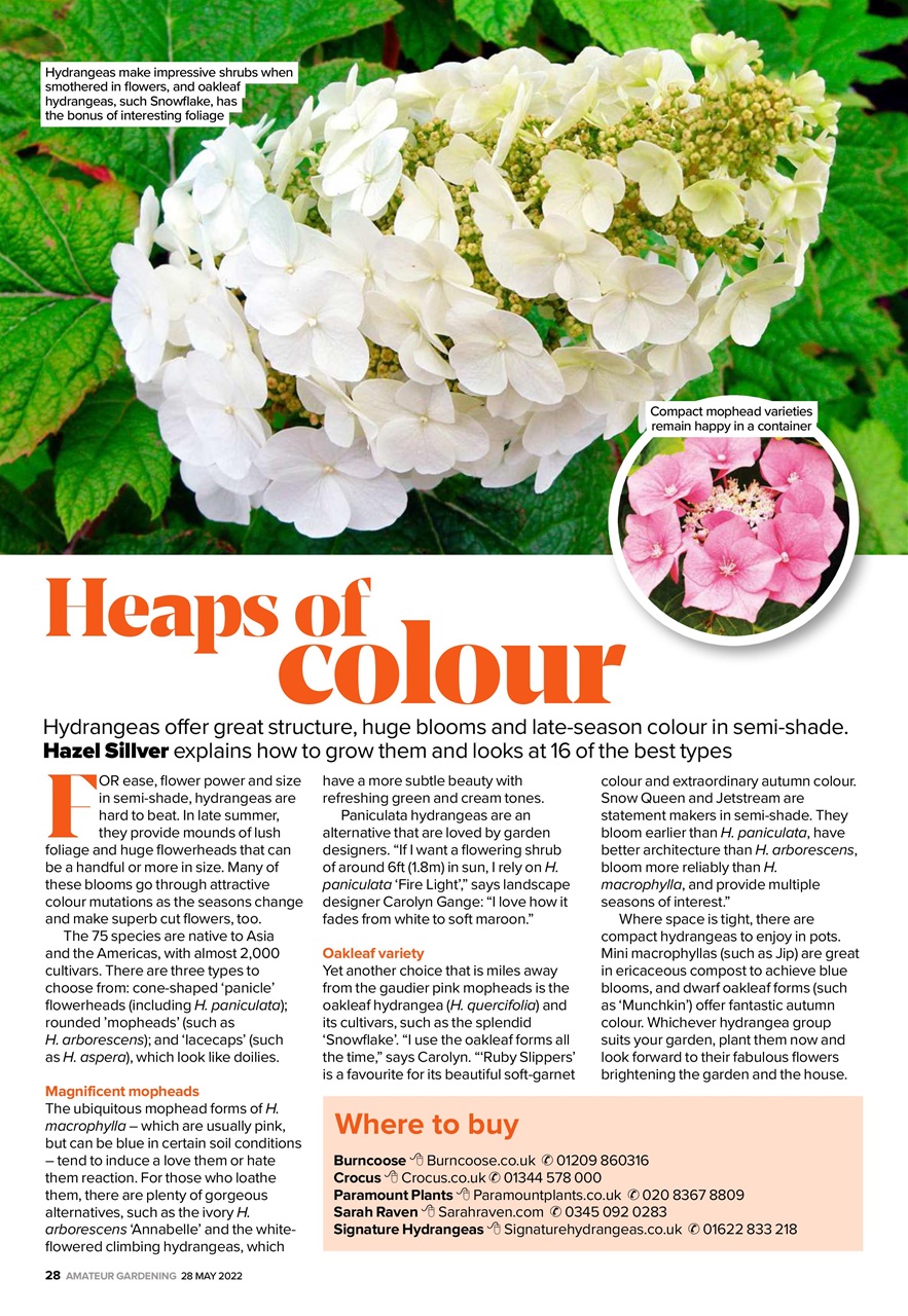 Amateur Gardening Preview Pages