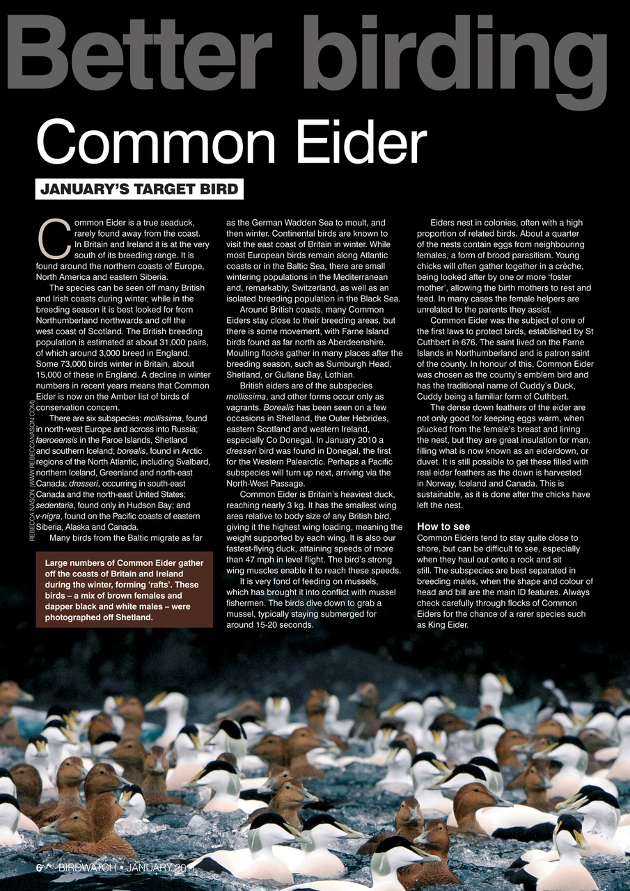 Birdwatch Magazine Preview Pages