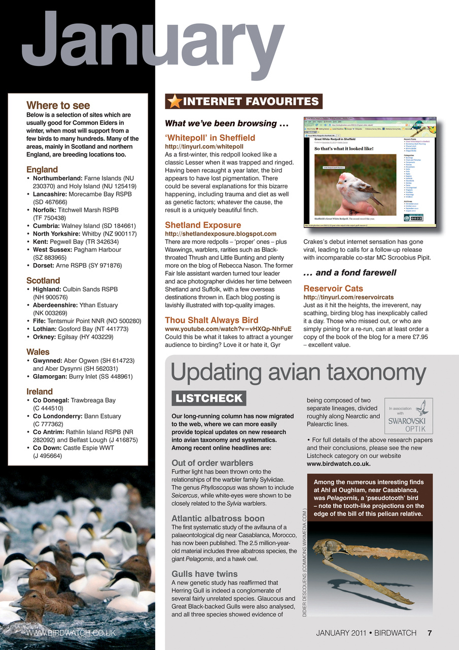 Birdwatch Magazine Preview Pages