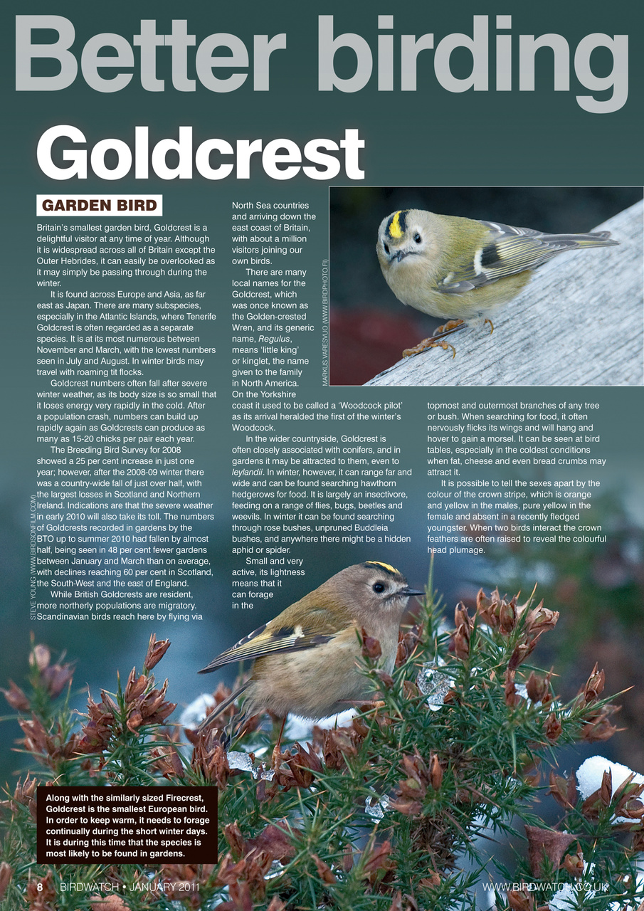 Birdwatch Magazine Preview Pages