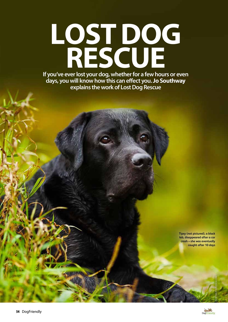 Dog Friendly Preview Pages