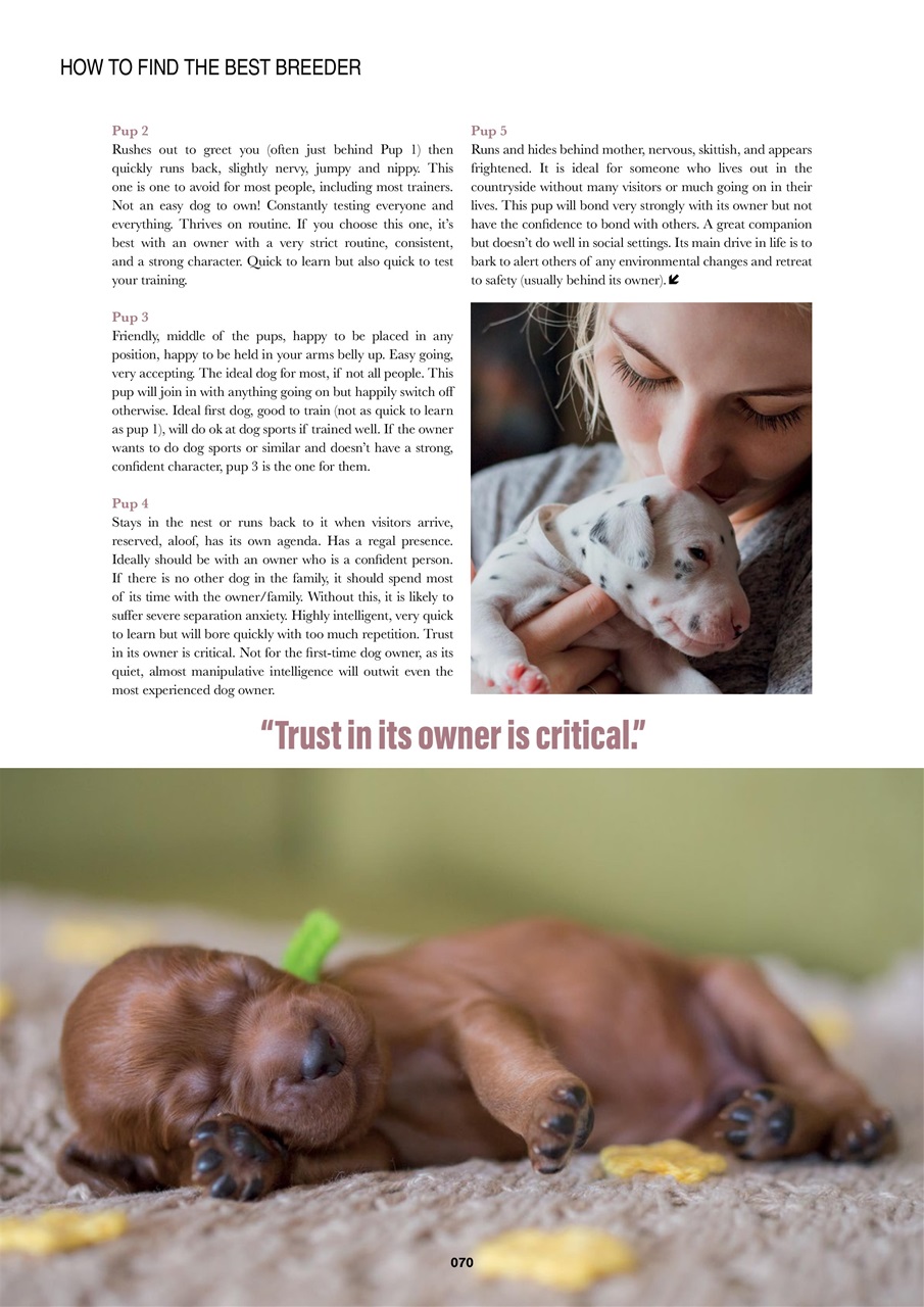 Edition Dog Preview Pages