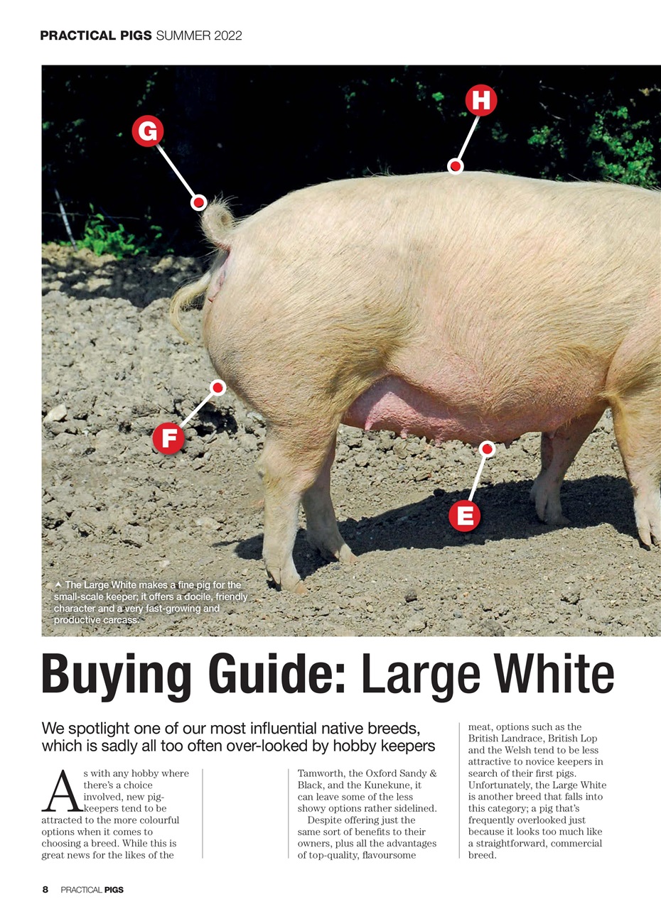 Practical Pigs Preview Pages