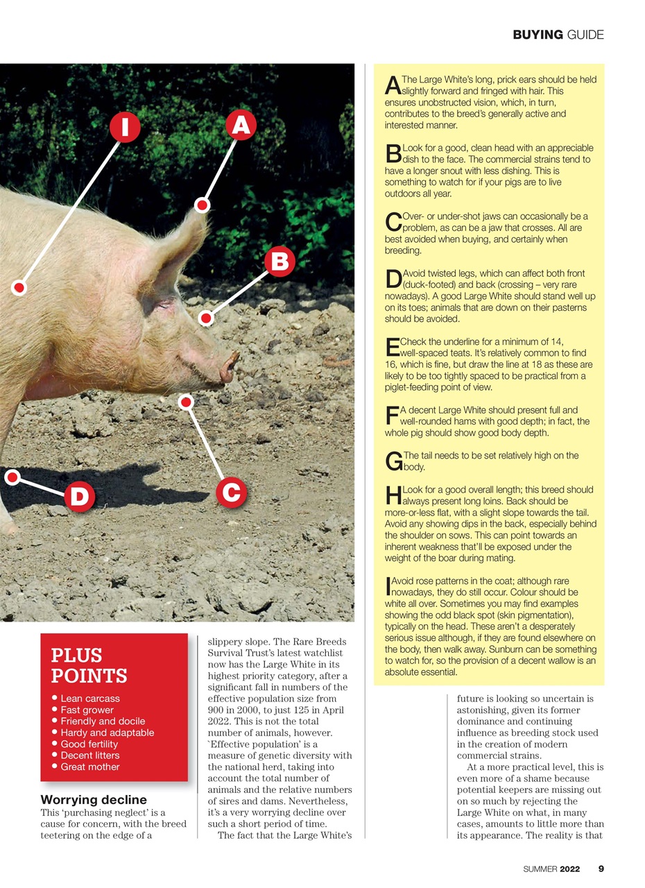 Practical Pigs Preview Pages