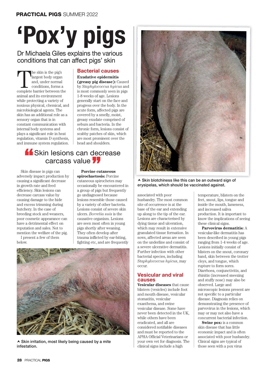 Practical Pigs Preview Pages