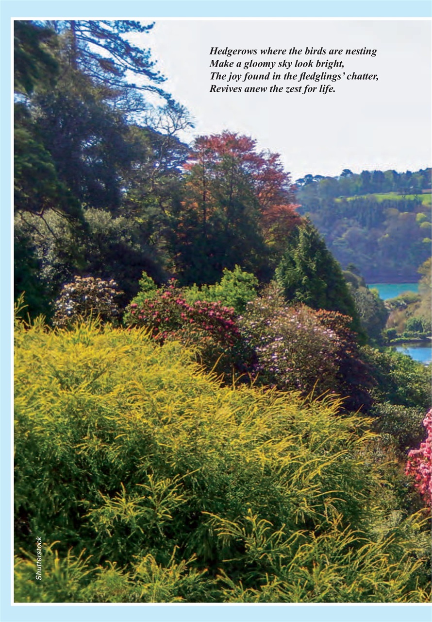 Evergreen Preview Pages