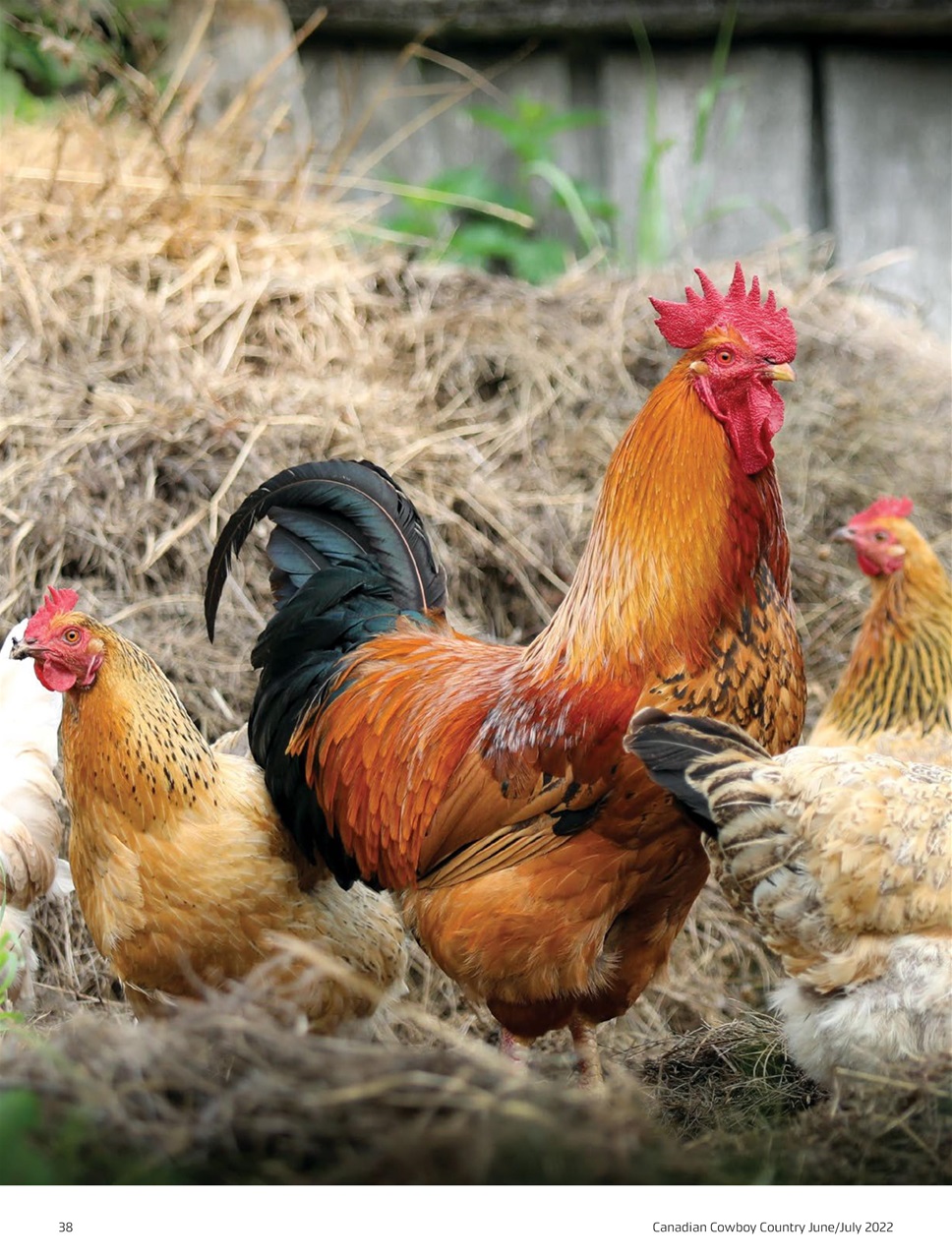 Canadian Cowboy Country Preview Pages