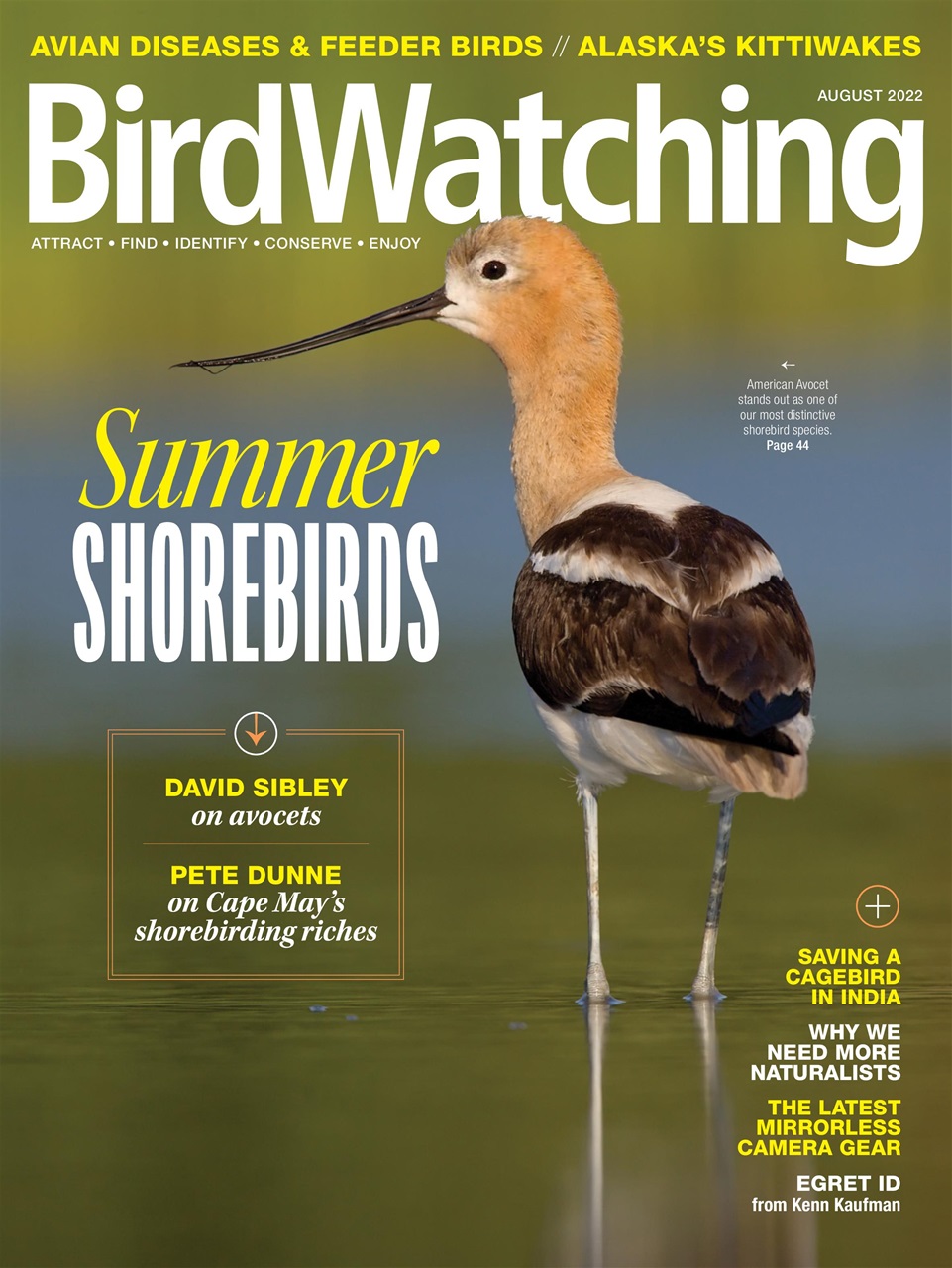 BirdWatching Preview Pages