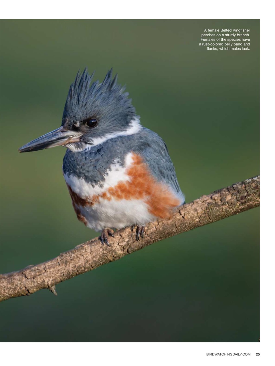 BirdWatching Preview Pages