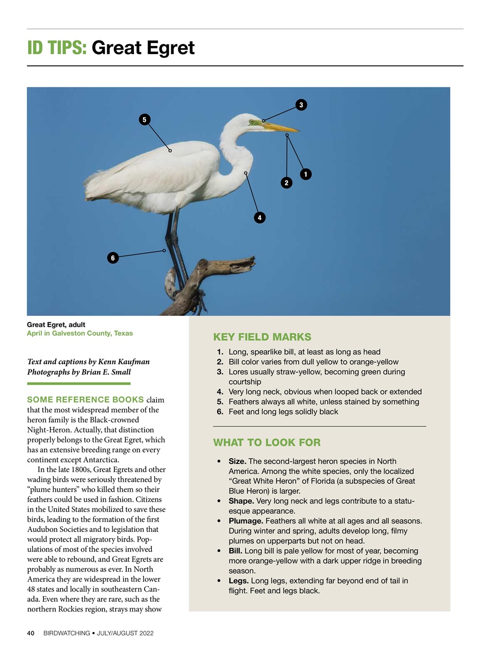 BirdWatching Preview Pages