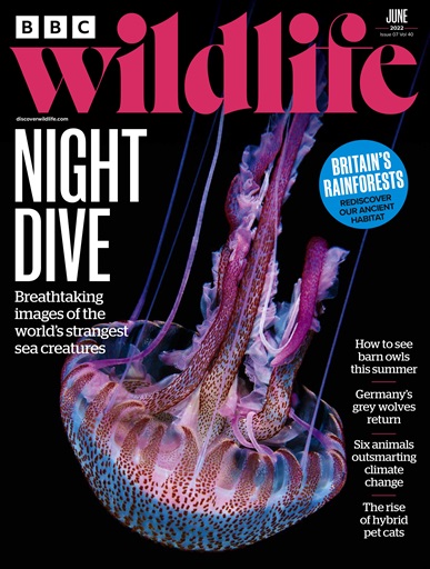 BBC Wildlife Magazine issue 
