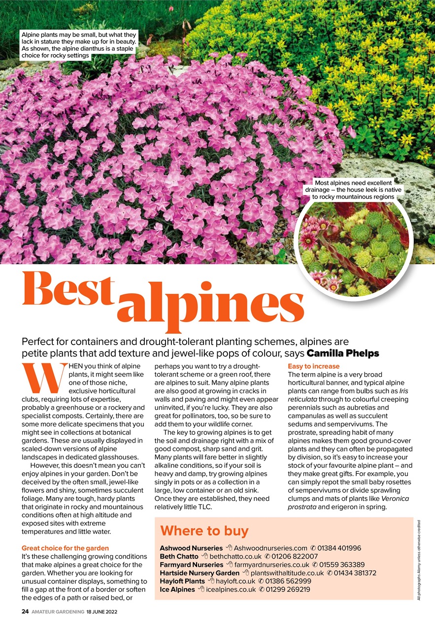 Amateur Gardening Preview Pages