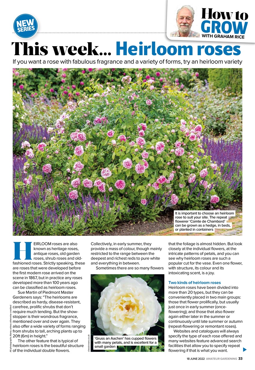 Amateur Gardening Preview Pages