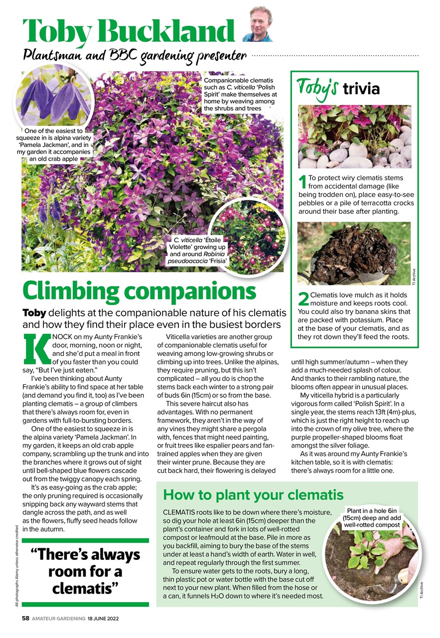 Amateur Gardening Preview Pages