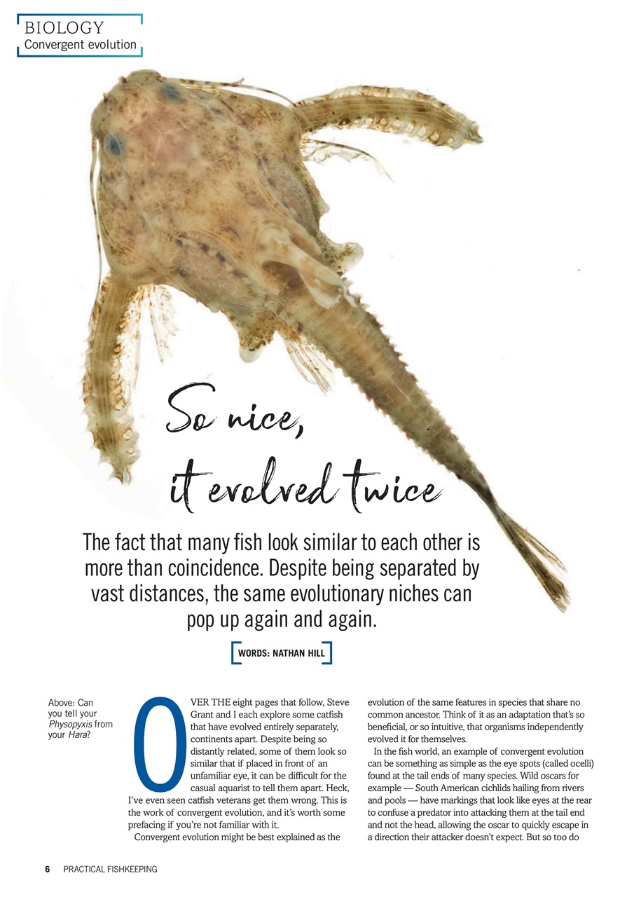 Practical Fishkeeping Preview Pages