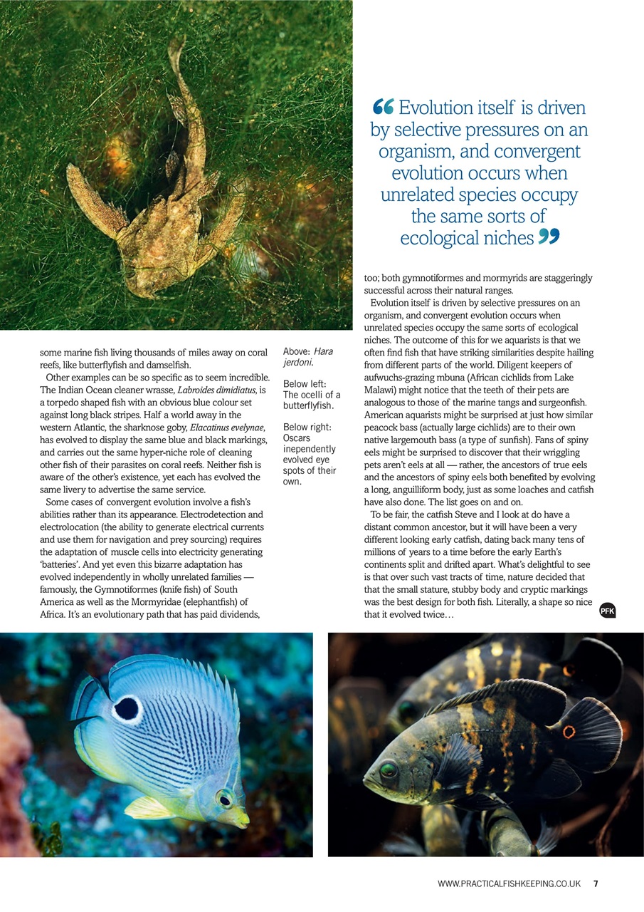 Practical Fishkeeping Preview Pages