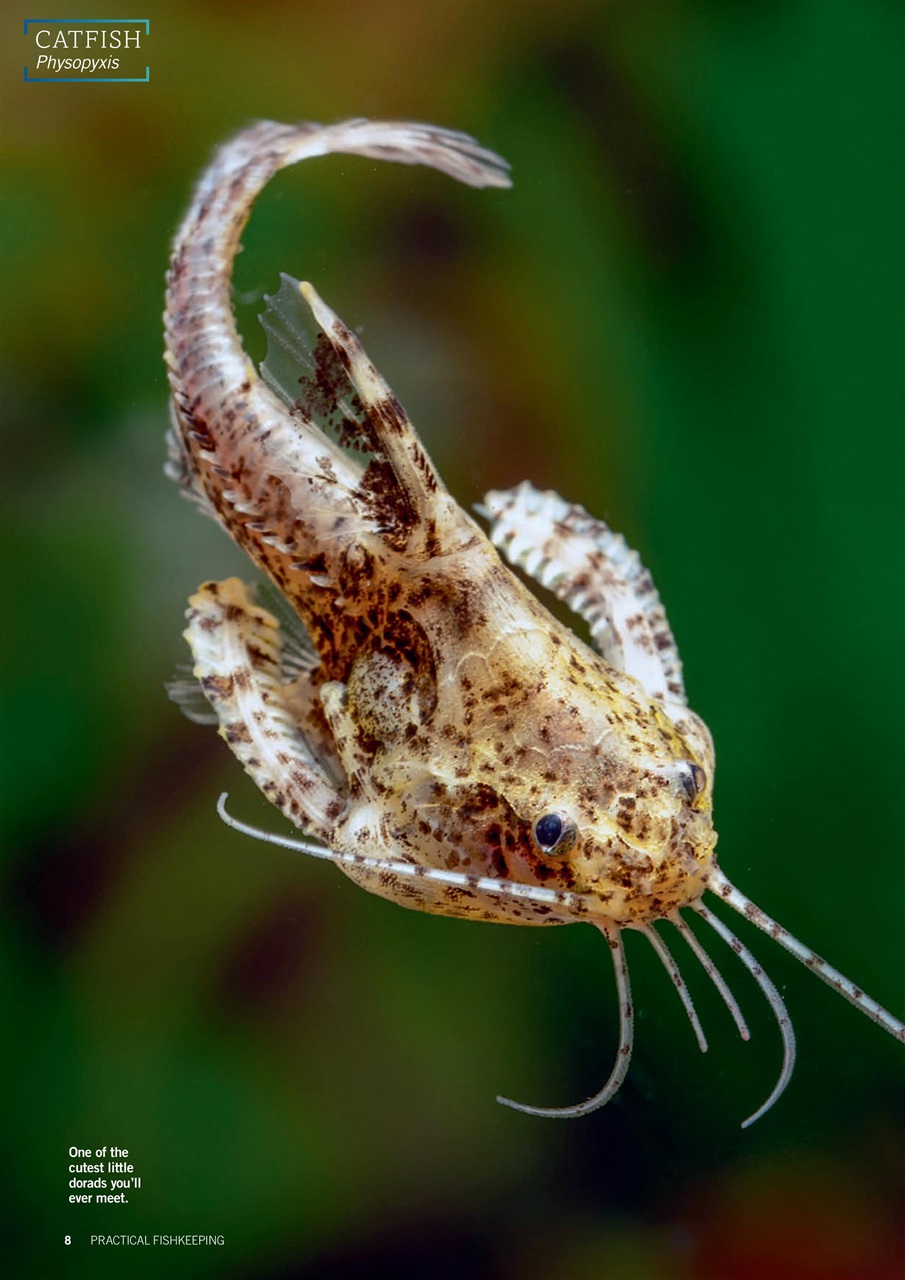 Practical Fishkeeping Preview Pages