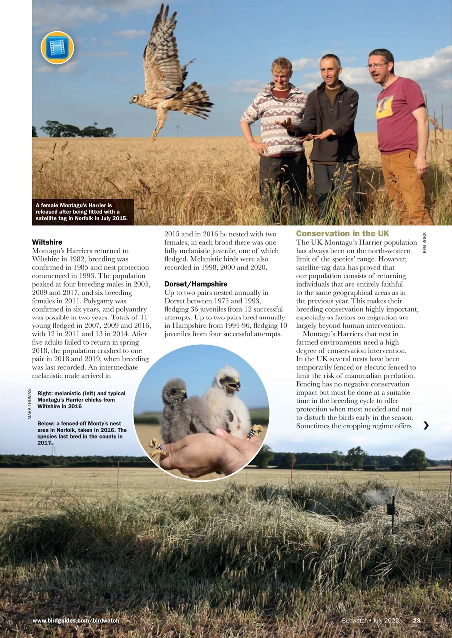 Birdwatch Magazine Preview Pages