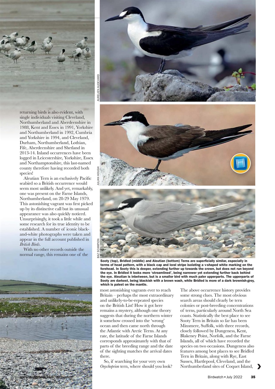 Birdwatch Magazine Preview Pages