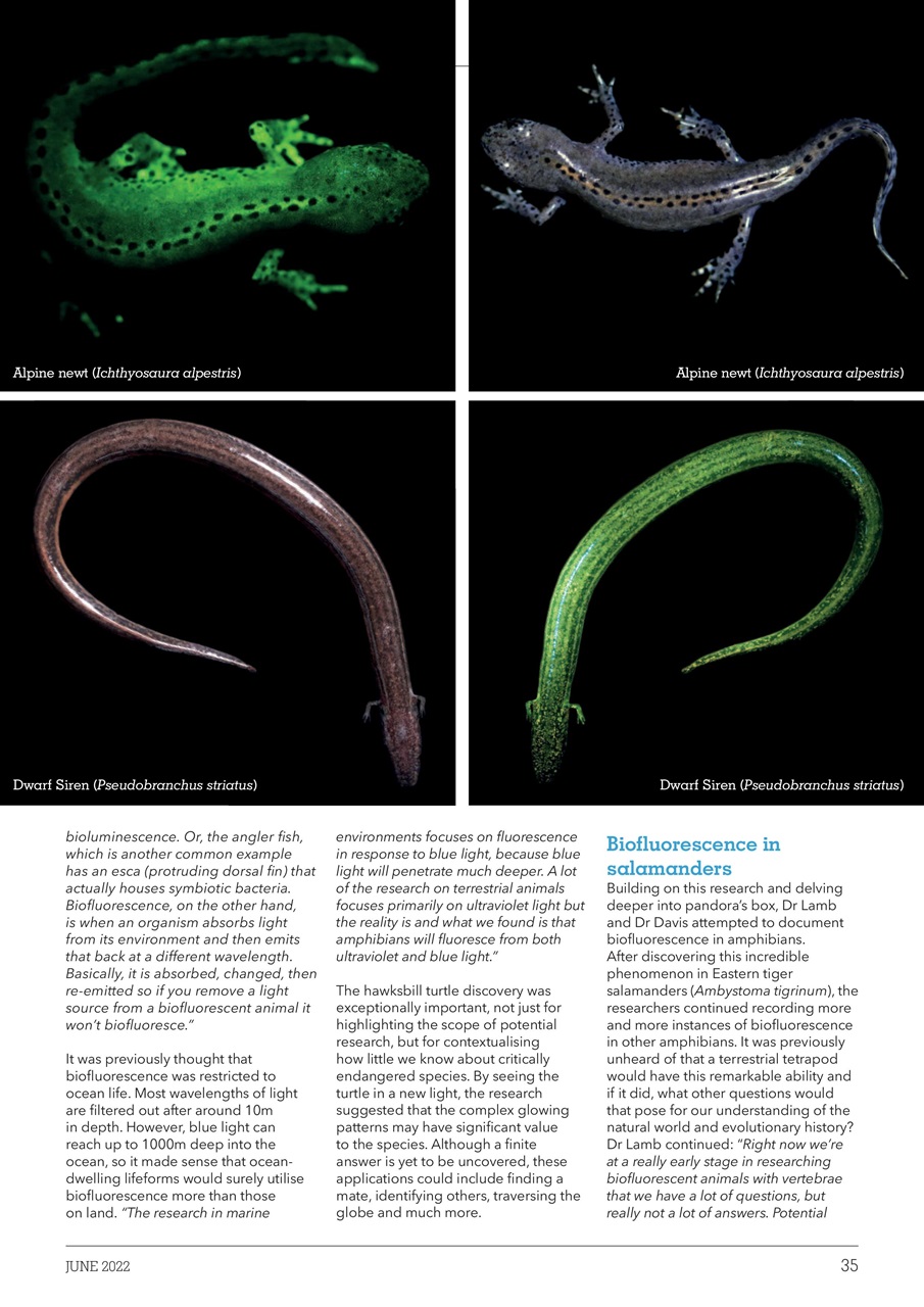 Exotics Keeper Preview Pages