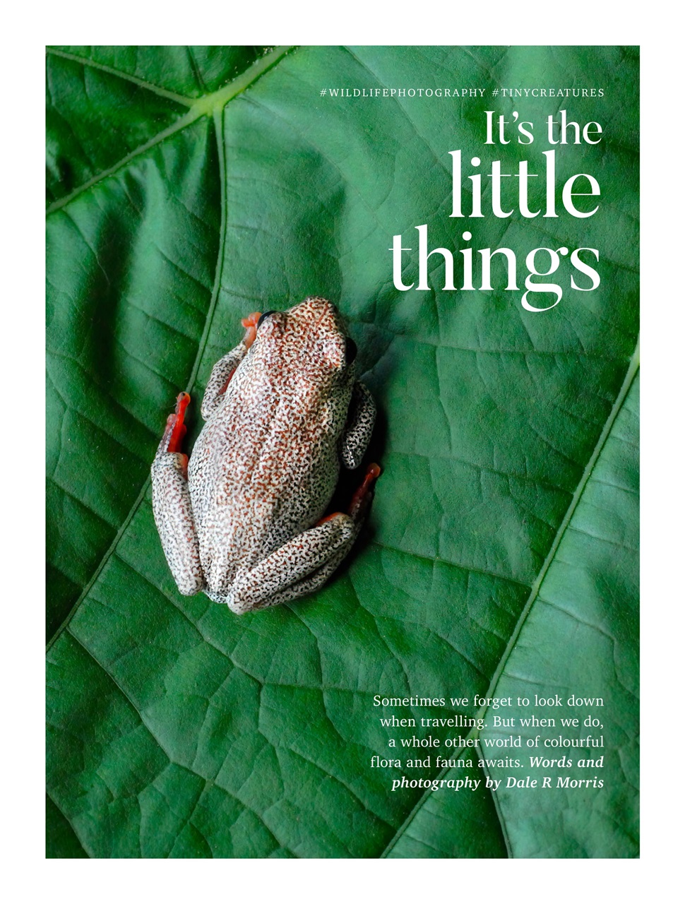 Vacations & Travel Preview Pages