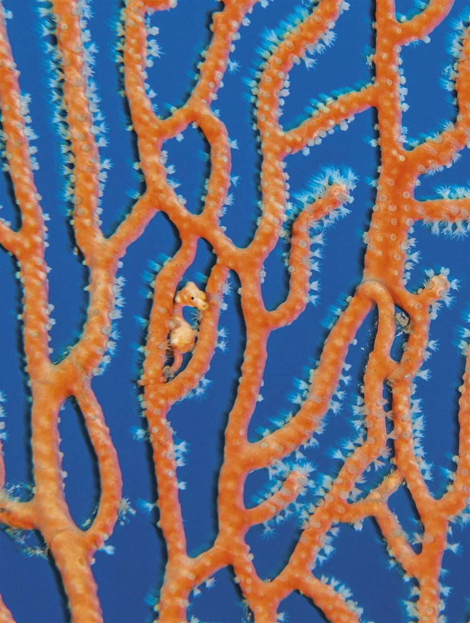 BBC Science Focus Magazine Preview Pages