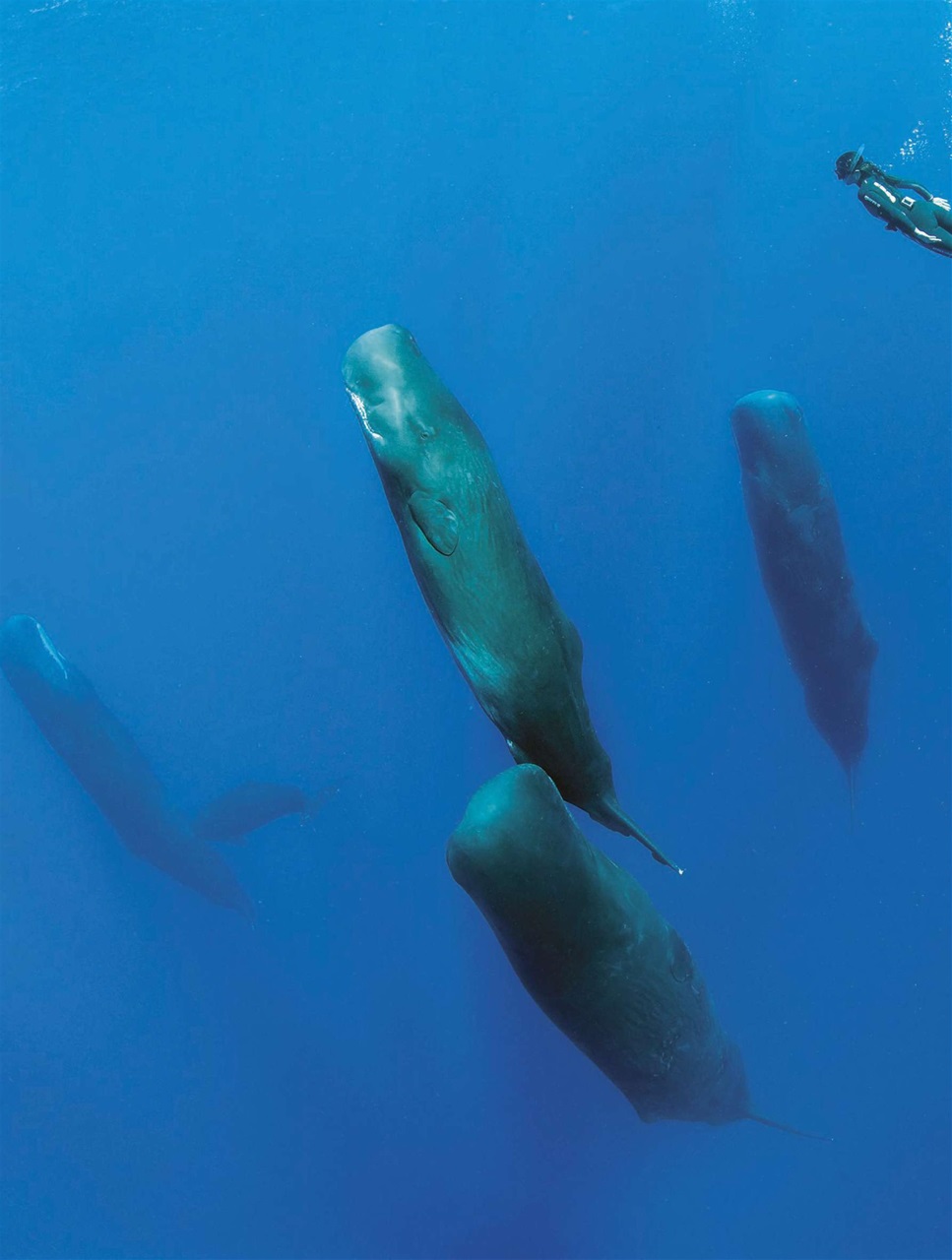 BBC Science Focus Magazine Preview Pages