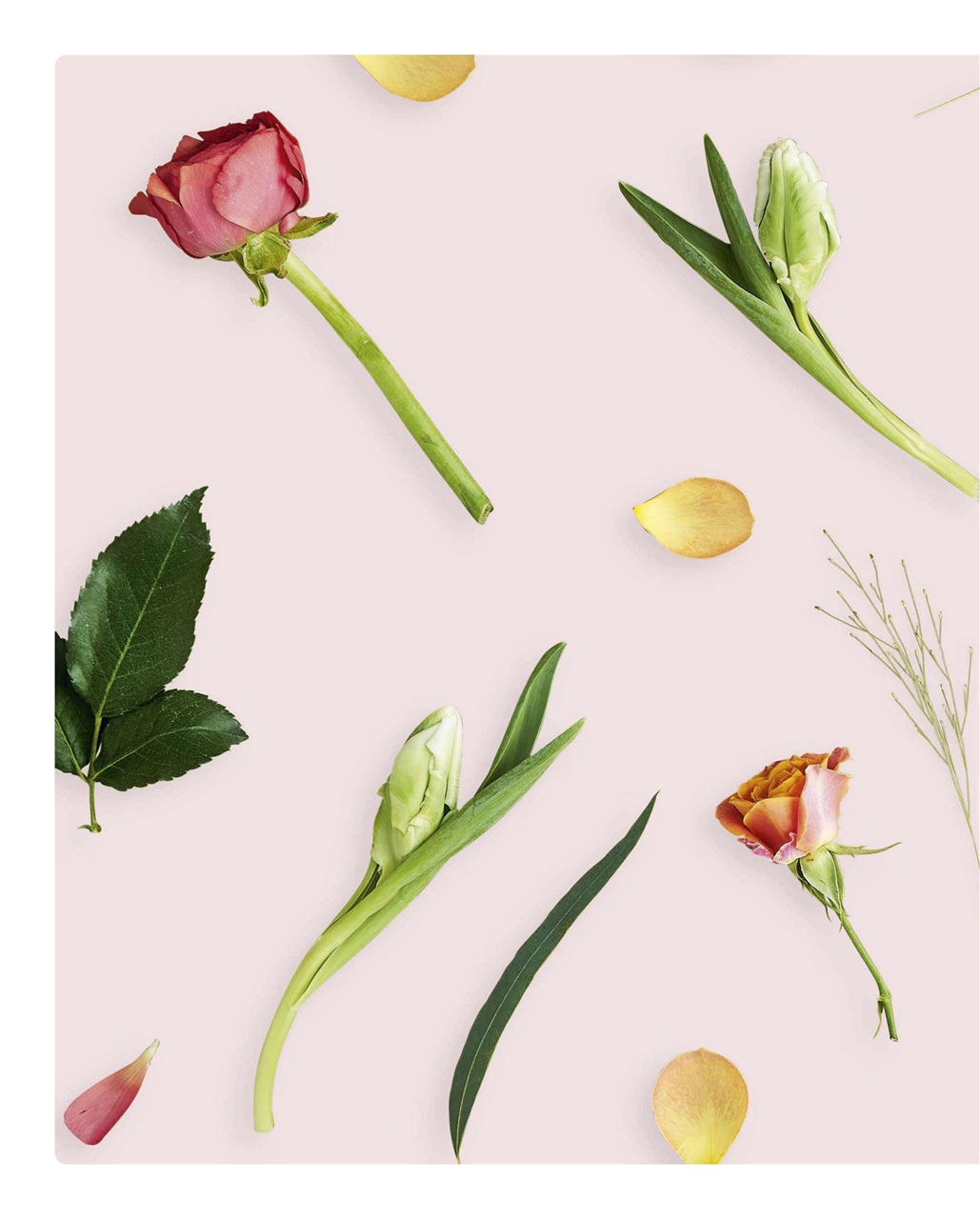 Mollie magazine Preview Pages