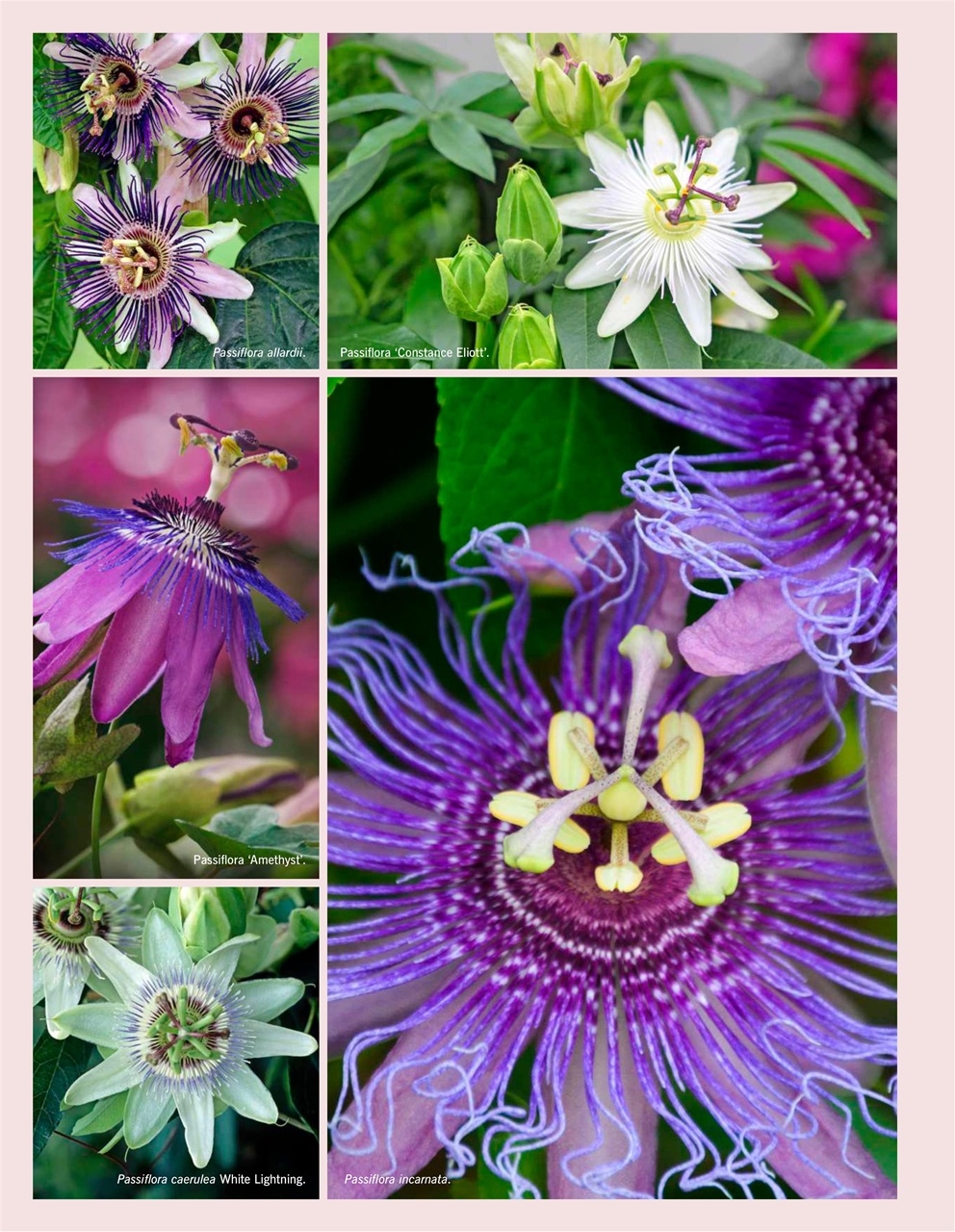 LandScape Preview Pages