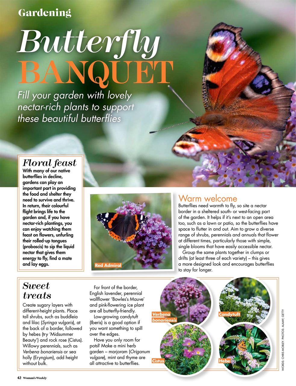 Woman's Weekly Preview Pages