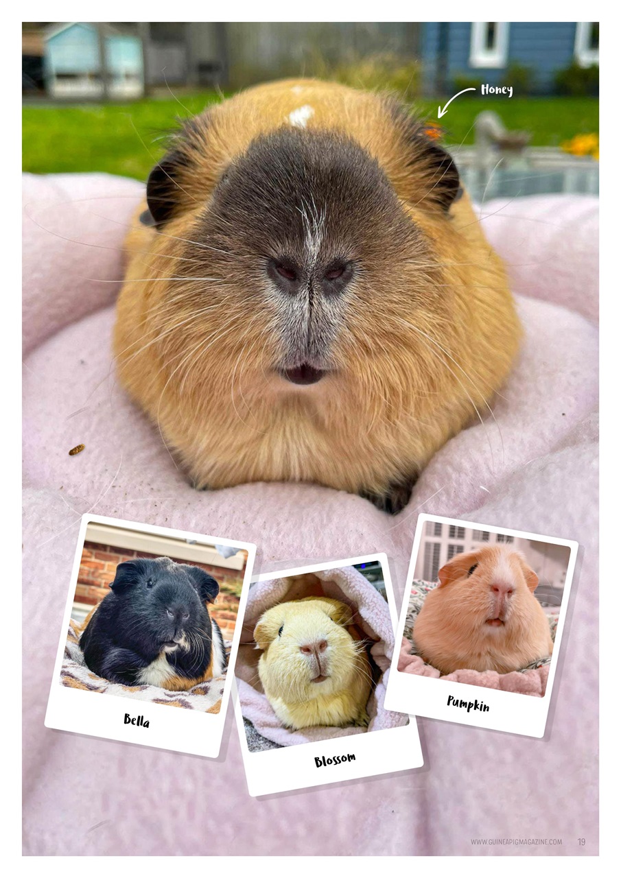 Guinea Pig Magazine Preview Pages