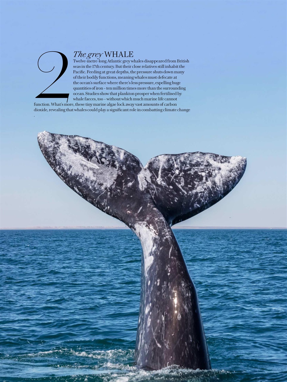 Country Living Preview Pages