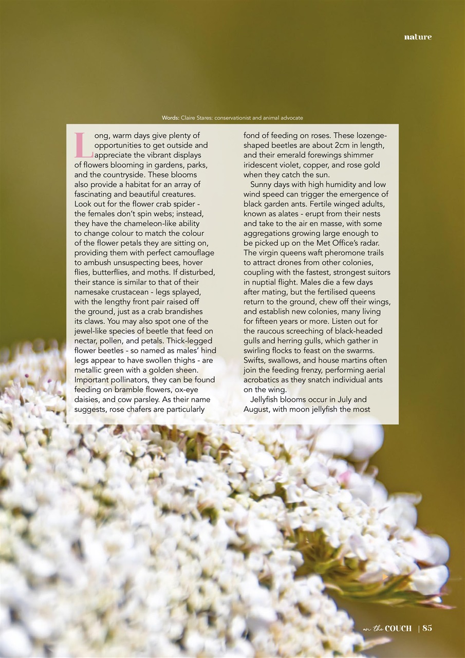 On the Couch Preview Pages