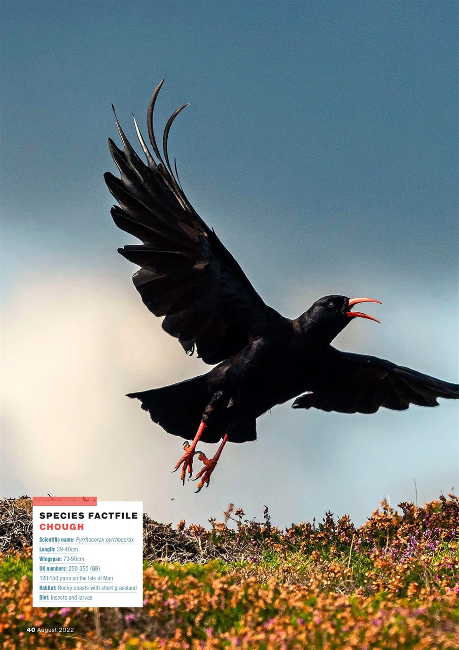 Bird Watching Preview Pages