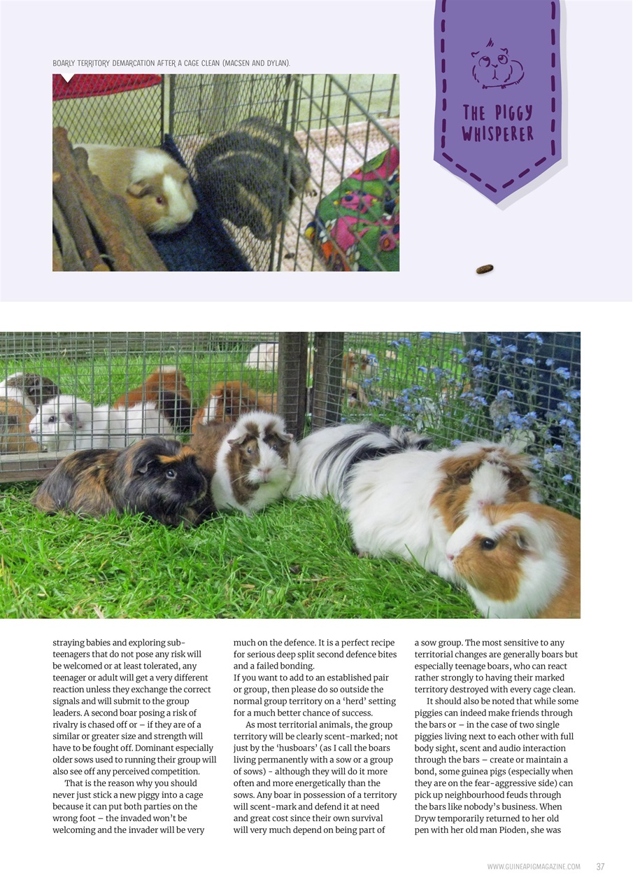 Guinea Pig Magazine Preview Pages