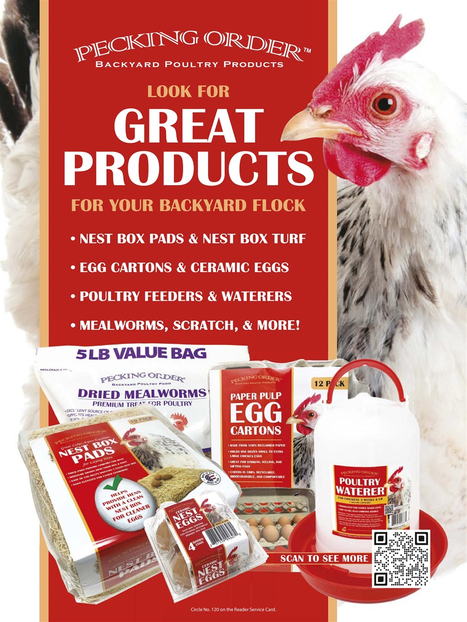 Chickens Magazine Preview Pages