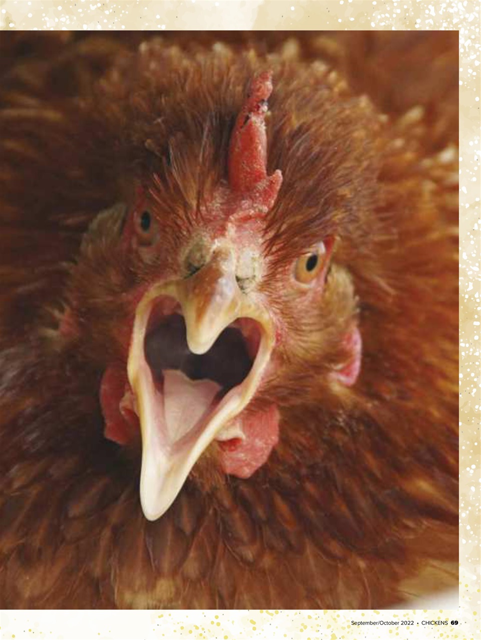 Chickens Magazine Preview Pages