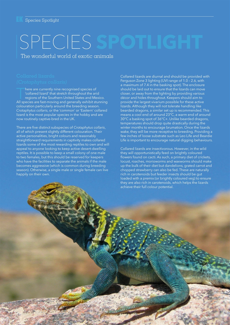 Exotics Keeper Preview Pages