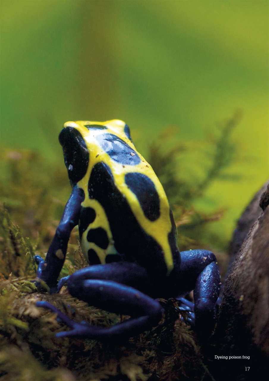 Exotics Keeper Preview Pages