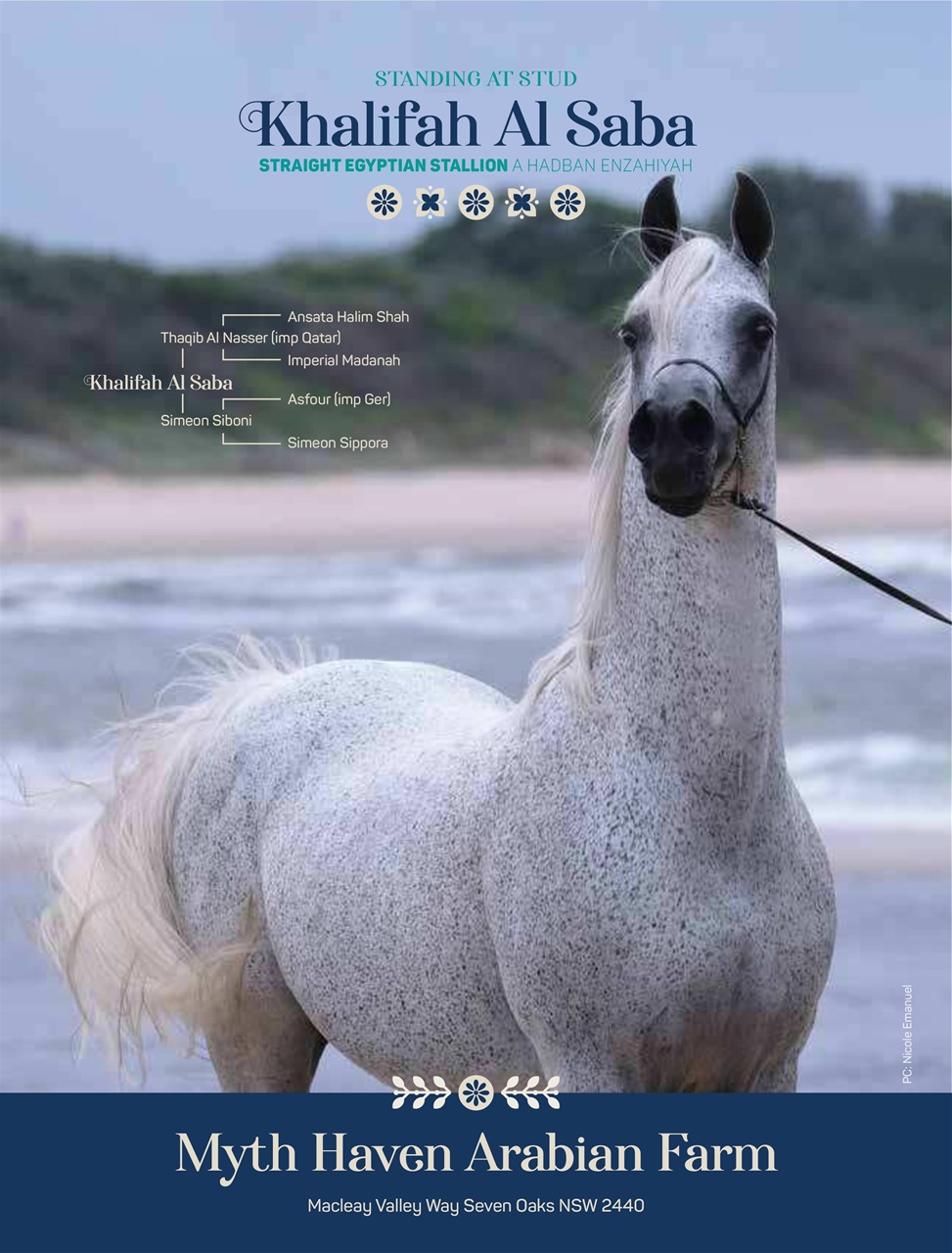 Arabian Studs & Stallions Preview Pages